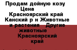 Продам дойную козу › Цена ­ 7 000 - Красноярский край, Канский р-н Животные и растения » Другие животные   . Красноярский край